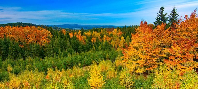 Spisová služba pro Lesy ČR: jednotný systém pro desetitisíce dokumentů ročně hero image